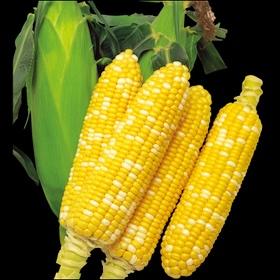 甜玉米-黃白