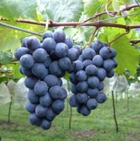 巨峰葡萄