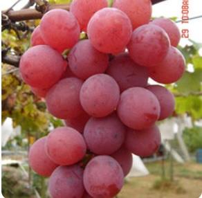 蜜紅葡萄