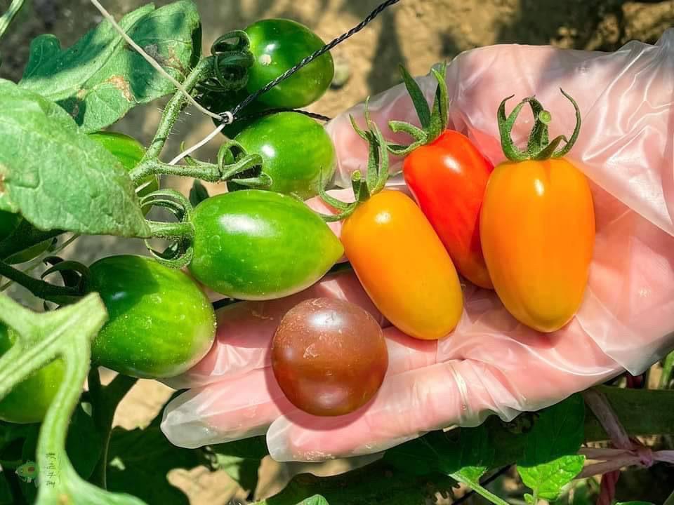 溫室彩虹小番茄