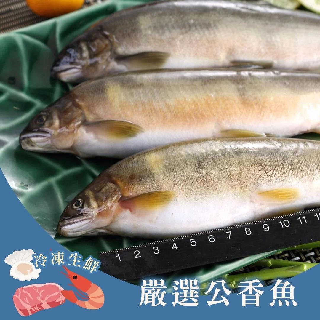 嚴選公香魚(12入)