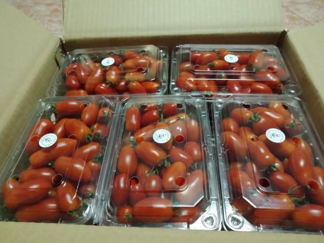 台灣頂級溫室無毒牛奶玉女番茄