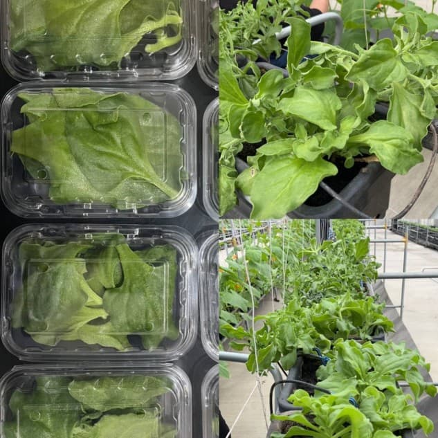 溫室無毒冰花