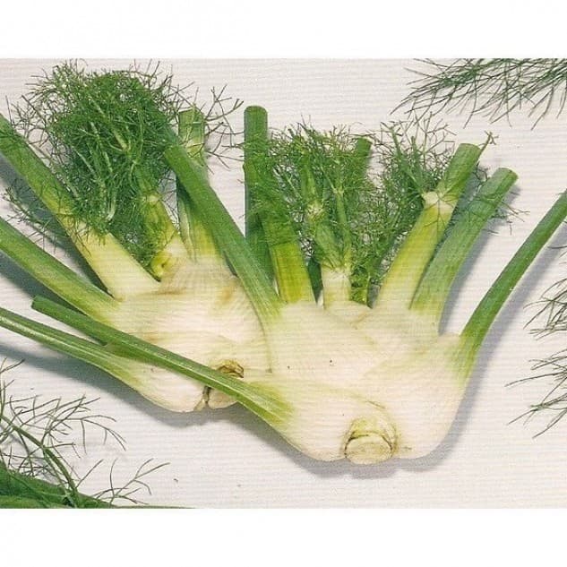 茴香結頭菜