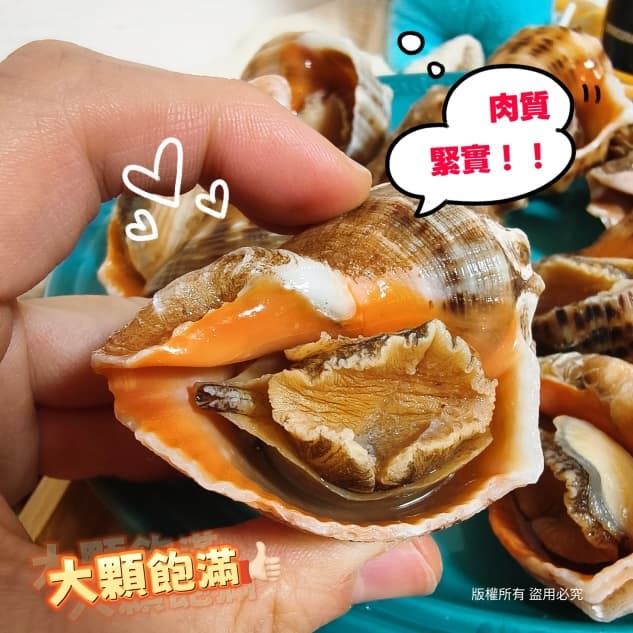 熟凍岩螺海螺