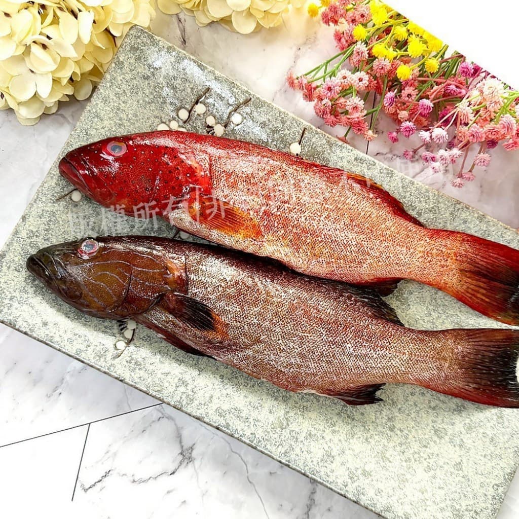 紅條石斑魚